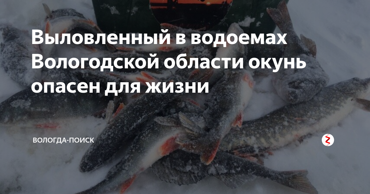 Семь ценных видов рыбы можно встретить в водоемах Вологодской области