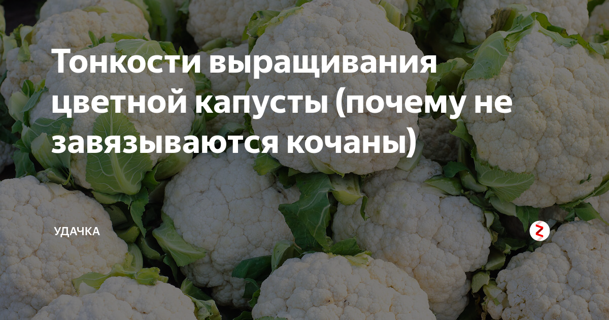 Именно поэтому цветная капуста не завязывает кочаны. | Волшебная грядка | Дзен