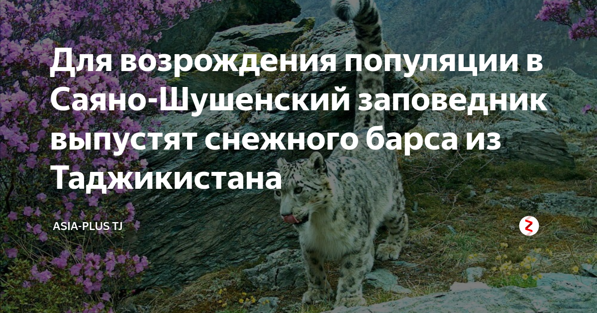Презентация про саяно шушенский заповедник
