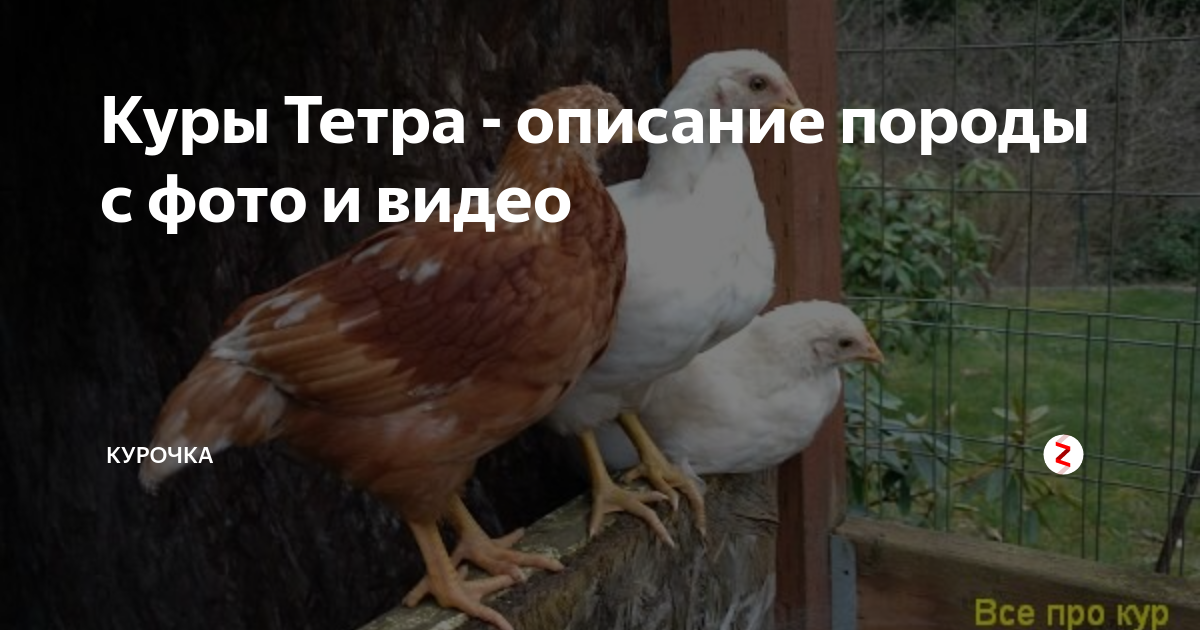 Куры тетра несушки. Куры тетра несушки. Куры породы тетра. Несушка тетра венгрия. Курицы тетра описание.