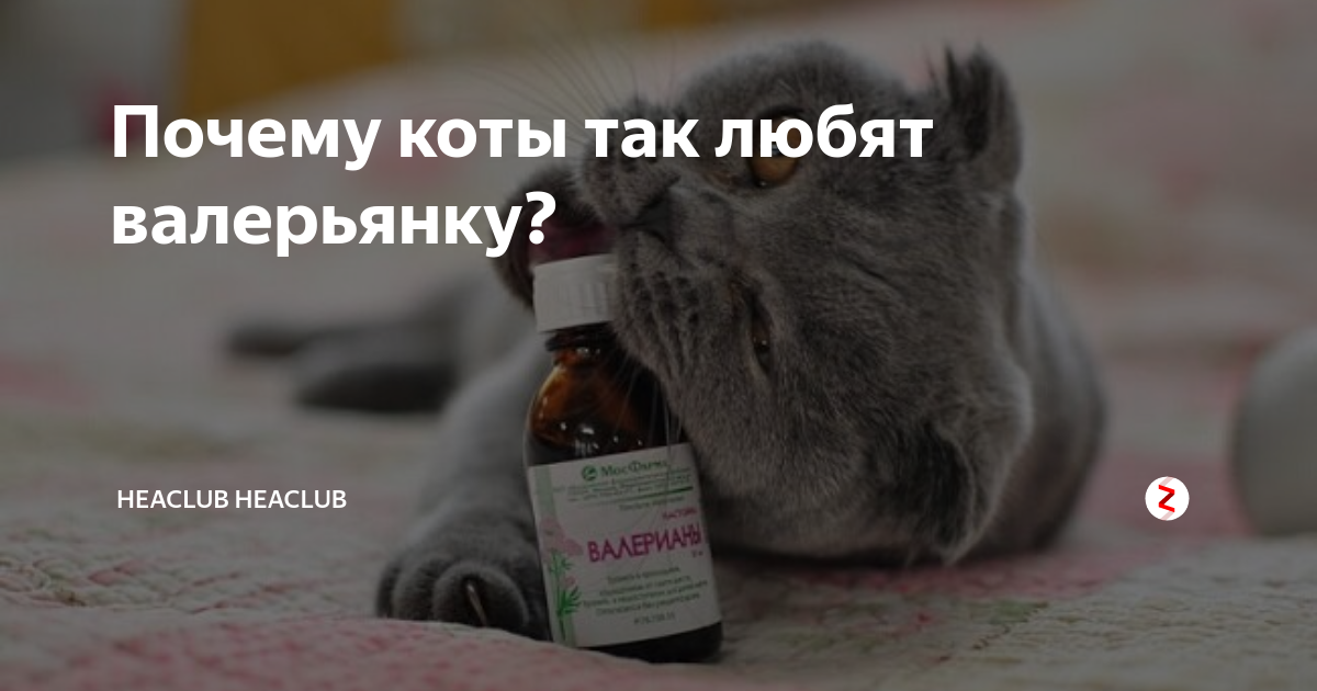 Можно ли кошке давать валерьянку в таблетках. Кот и валерьянка. коты любят валерьянку. валерьянка для кошек. валериана и коты.