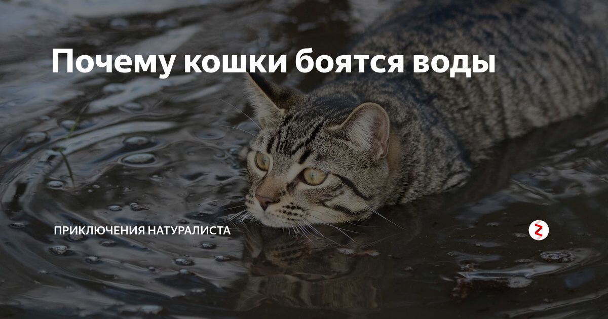 Оставь коту побольше воды картинка