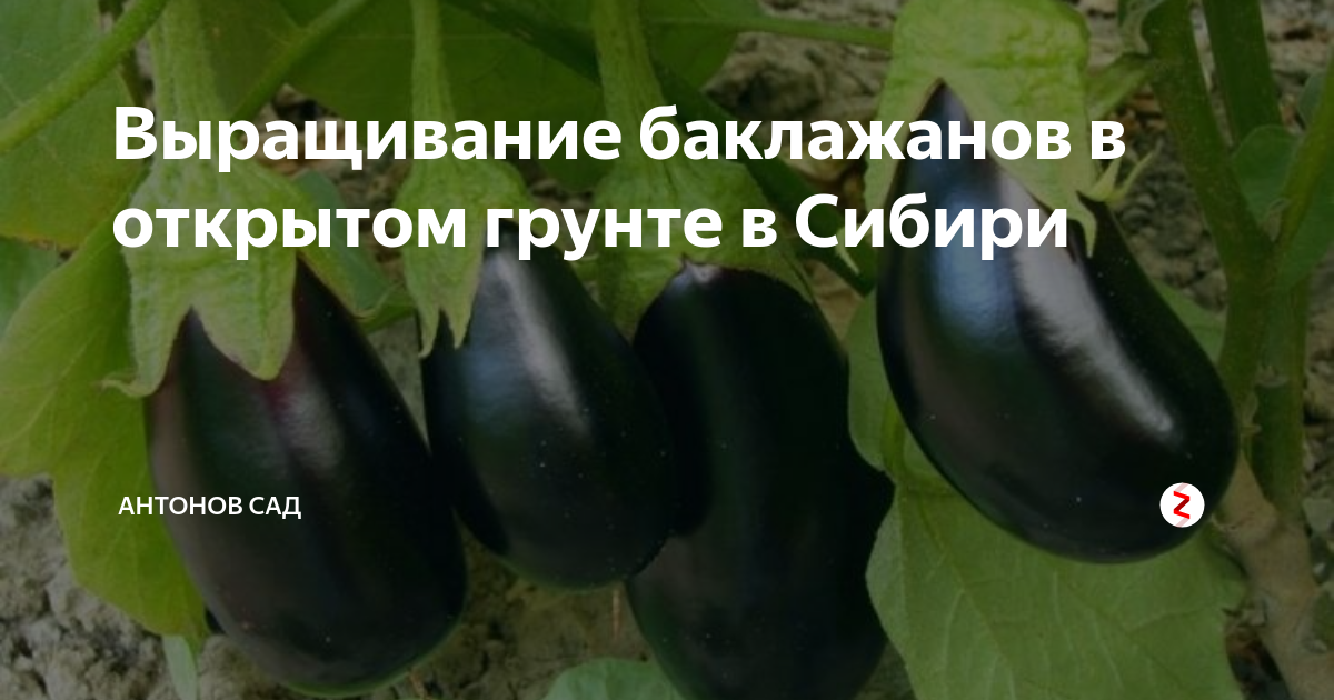 Формирование баклажанов в открытом грунте схема