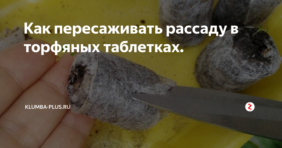 Как пересаживать рассаду в торфяных таблетках. | Klumba-plus | Дзен