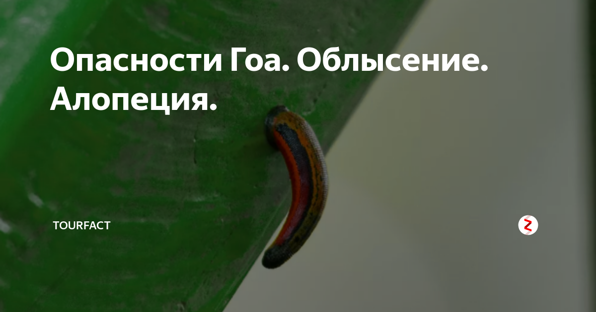 Опасности Гоа. Облысение. Алопеция. | TourFact | Дзен