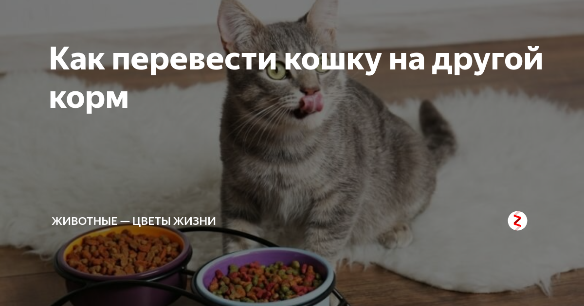 Переводи на кошачий