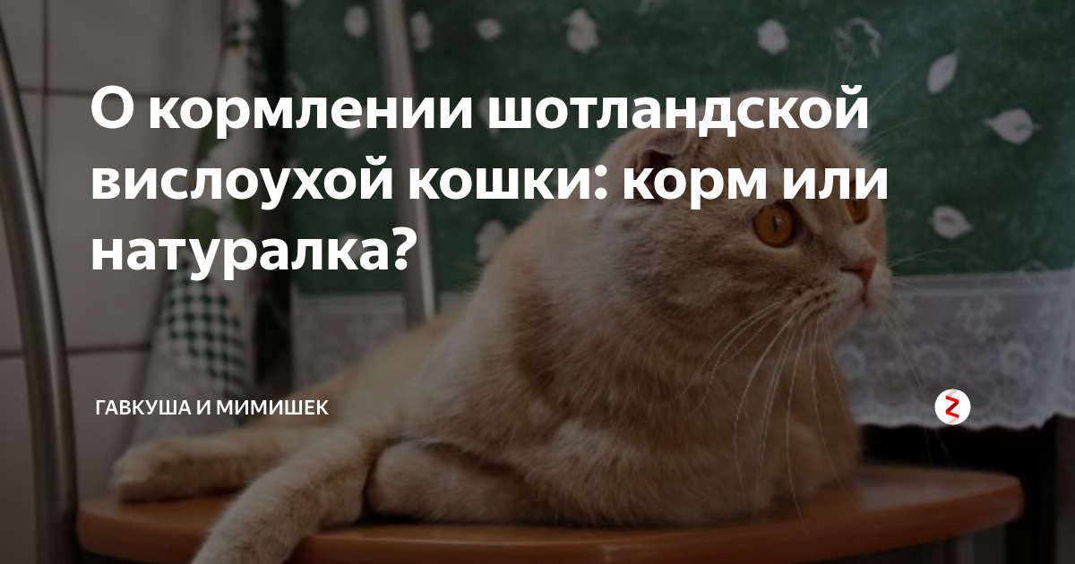 О кормлении шотландской вислоухой кошки: корм или натуралка? | Гавкуша ...