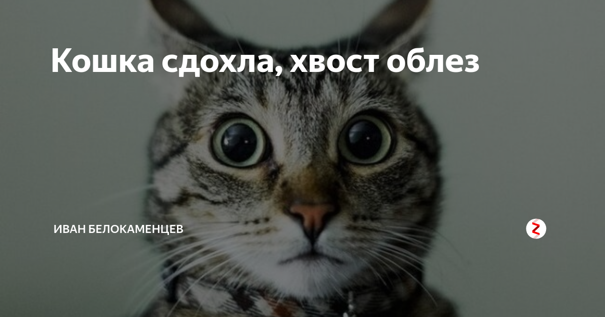 Хвост облез кто промолвит тот и съест. Кошка хвост облез кто промолвит тот и съест. Хвост облез кто слово скажет тот ее и съест. Хвост облез кто промолвит.