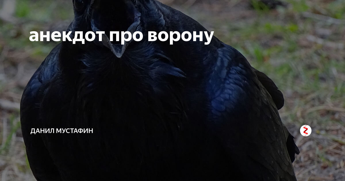 Вороний клюв. Курильский ворон. Ворон птица. Смешная ворона. Мокрый ворон.
