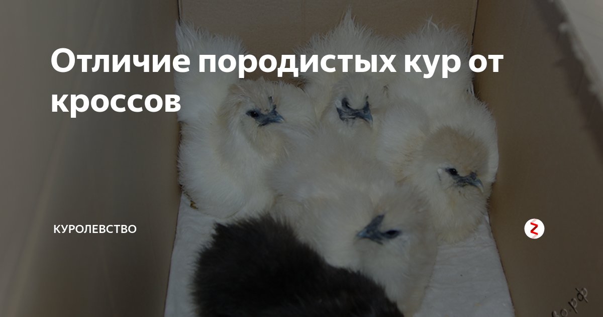 Отличие породистых кур от кроссов | Куролевство | Дзен