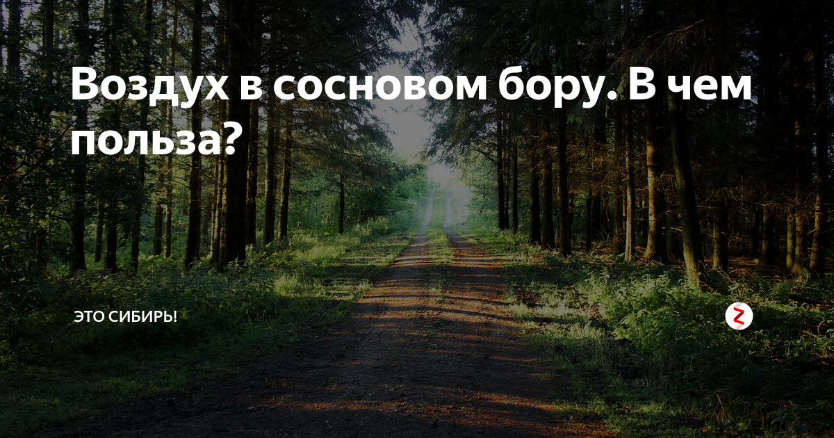 Воздух в сосновом бору В чем польза? | Это Сибирь! |Дзен