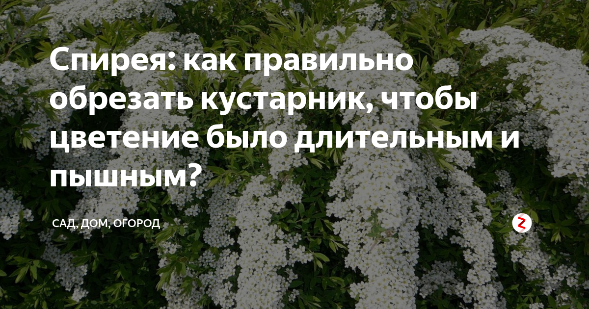 Обрезка спиреи серой после цветения схема фото
