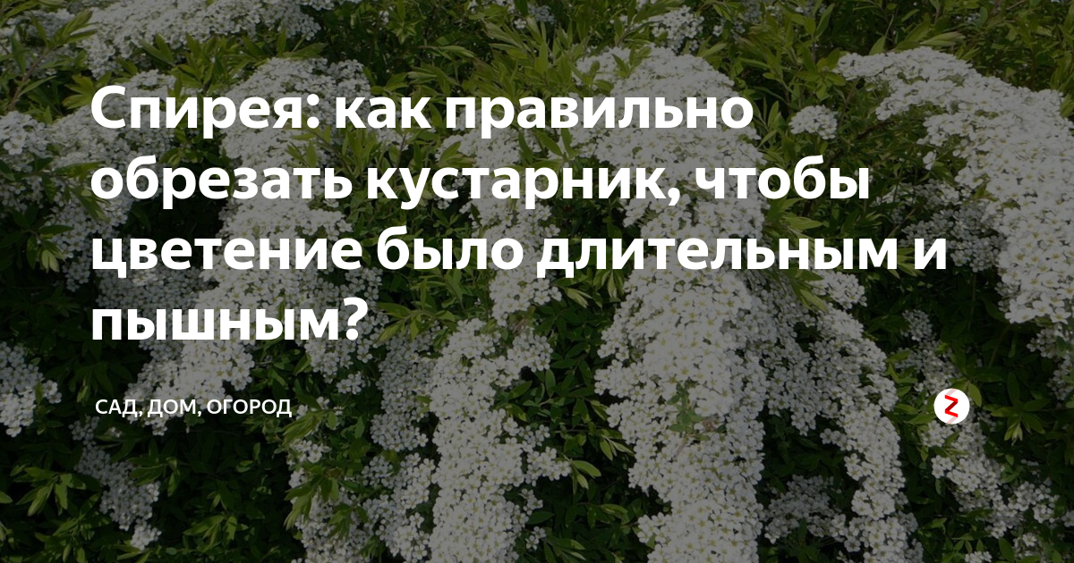 Спирея японская фото и описание кустарника посадка и уход в открытом грунте весной