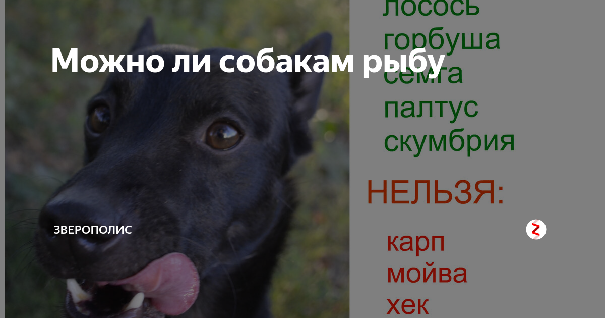 Можно ли собакам селедку. Можно ли собакам рыбу. Какую морскую рыбу можно собакам. Какую рыбу можно давать щенку.