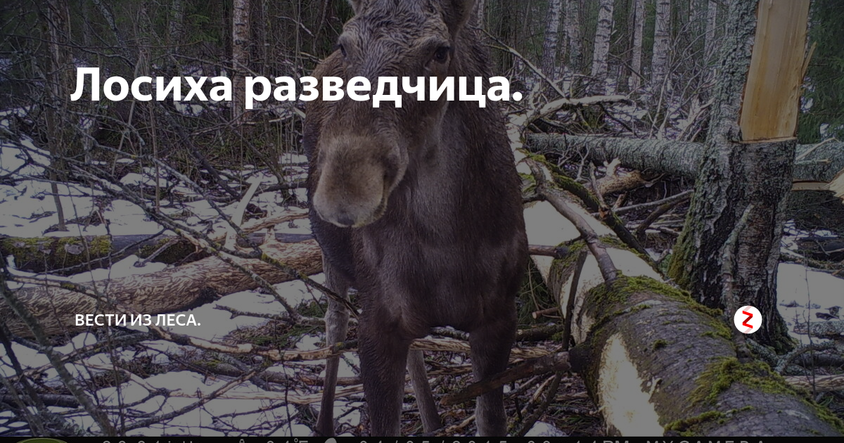 Анекдот лось застрял между деревьями. Застряла как то лосиха между двух деревьев. Застряла лосиха между двух деревьев анекдот. Анекдот про лосиху застрявшую между деревьев. Лось застрял между деревьев.
