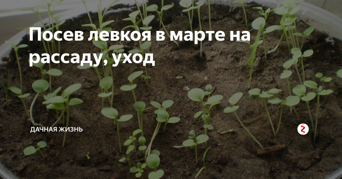 Посев левкоя в марте на рассаду, уход | Дачная жизнь | Дзен