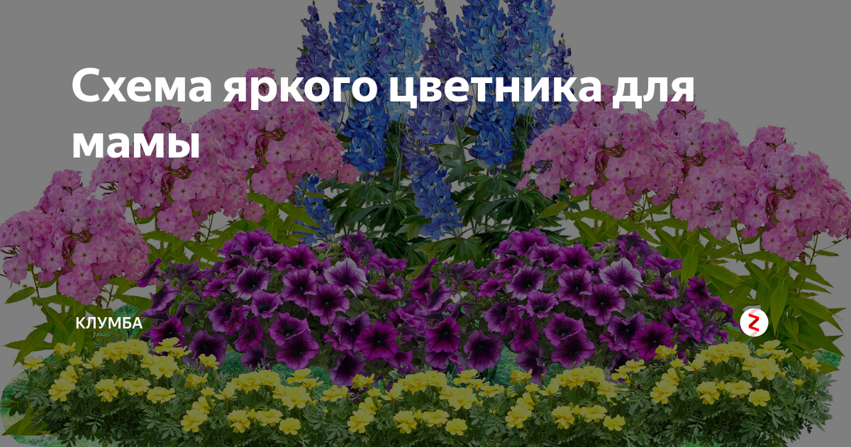 Клумба с петуниями схема - 98 фото