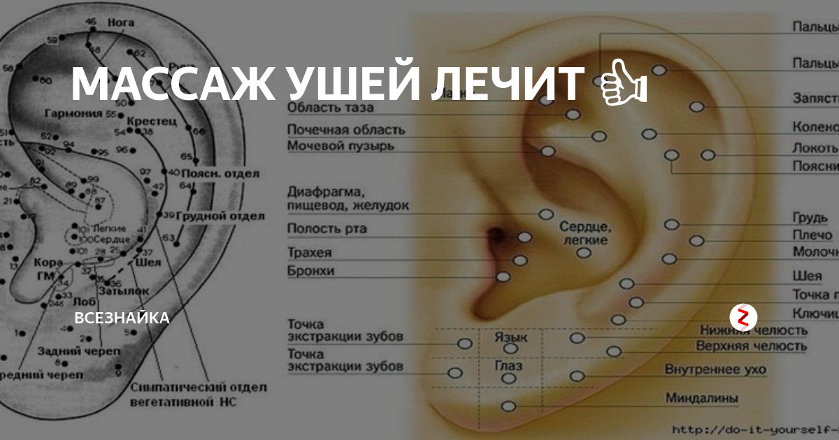 Растирание уха. Точки акупунктуры на ушной раковине. Массажные точки на ушной раковине. Массаж ушей. Акупунктурные точки ушной раковины.