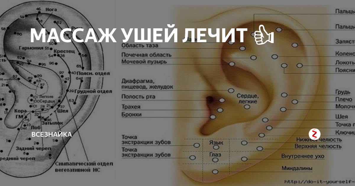 Иди точка. Массаж ушей. Ушная раковина точки для массажа. Точечный массаж ушной раковины. Точки на ухе для массажа.