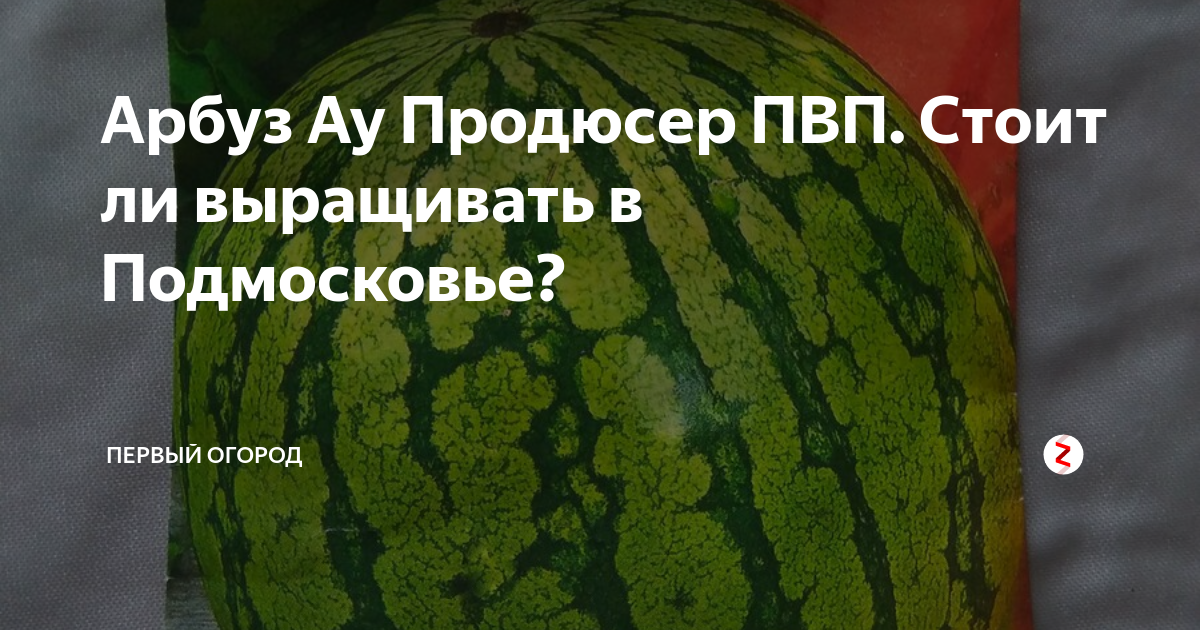 Арбуз арашан описание сорта фото отзывы фото