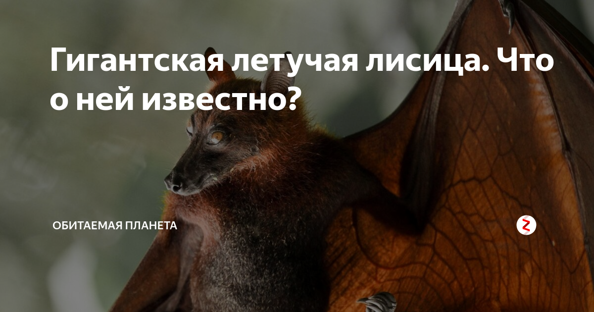 Гигантская летучая лисица. Что о ней известно? | Обитаемая планета | Дзен