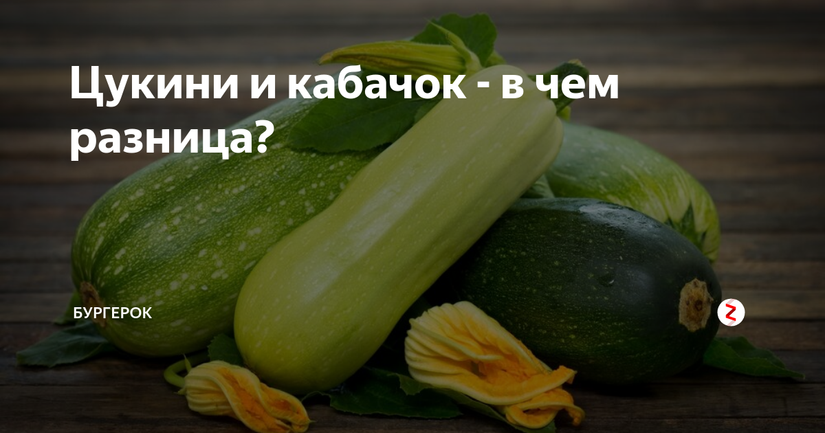 Цукини и кабачки чем отличаются рецепты