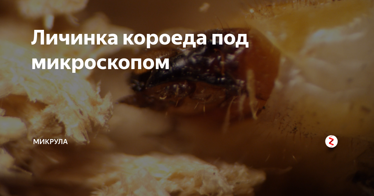 Личинка короеда под микроскопом | Микрула | Дзен