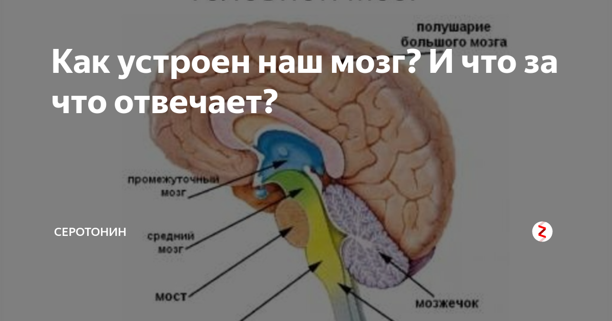 Память в каком отделе мозга. Тдел мозга отвечающий за зрение. За что отвечают отделы мозга. Отдел мозга отвечающий за зрение у людей. Как устроен наш мозг.