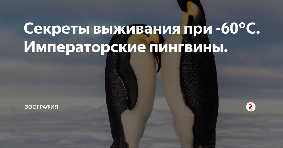 Идеи на тему «Пингвины. Схемы вышивки.» () в г | пингвины, вышивка, вышивка крестом