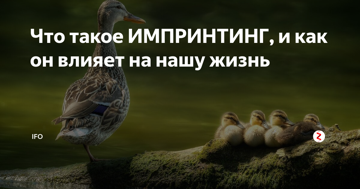 Что такое ИМПРИНТИНГ, и как он влияет на нашу жизнь | IFO | Дзен