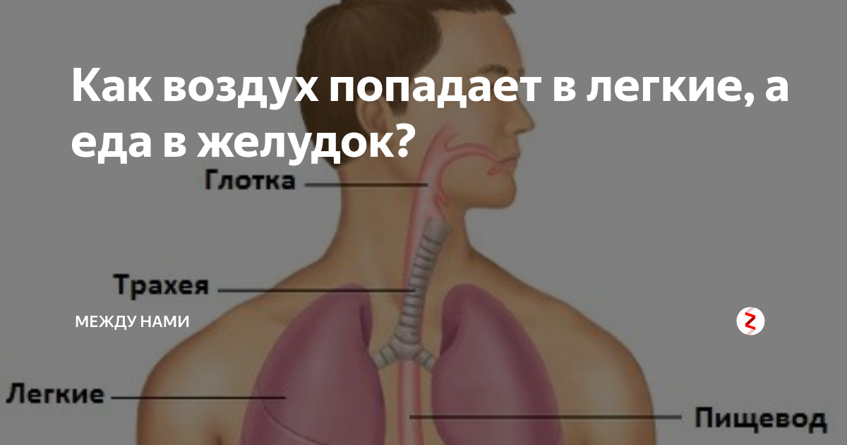 Если в легкие попала еда что будет. Попадание пищи в трахею. Попадание пищи в легкие.