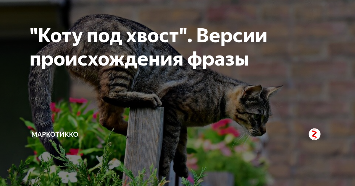 Фразы про кошачий хвост. Выражение коту под хвост. Присказка коту под хвост.