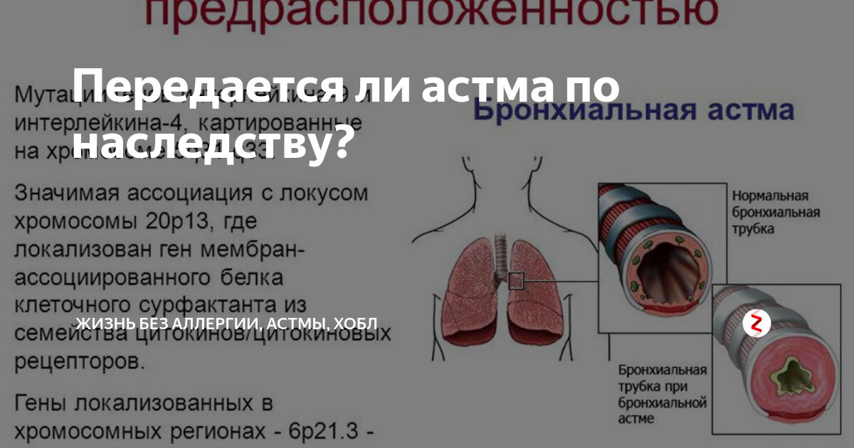 Бронхиальная астма передается ли