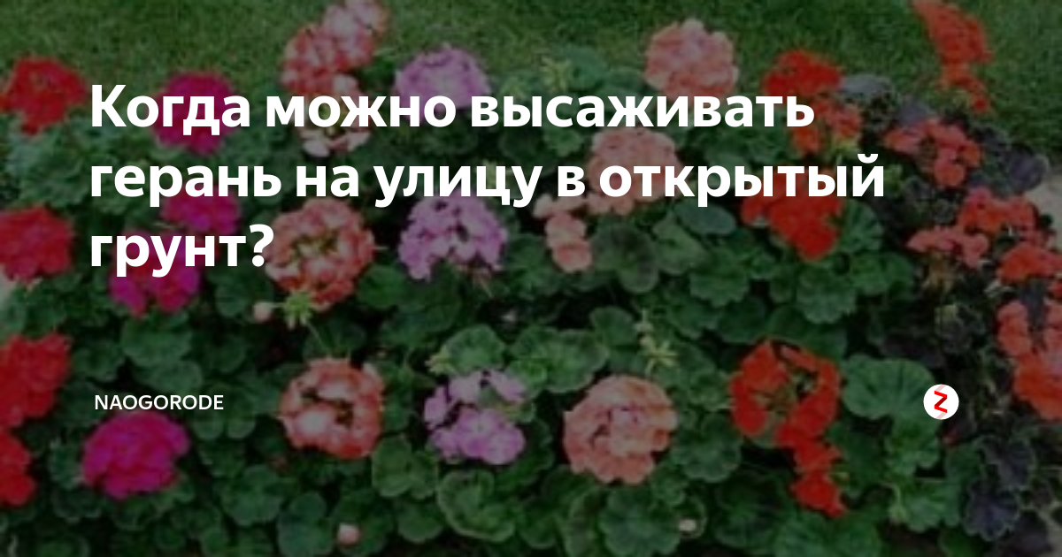 Когда можно высаживать герань в грунт. Герань на улице в открытом грунте. Когда высаживать герань на улицу. Высаживание герани в открытый грунт весной. Герань высадка в открытый грунт летом.