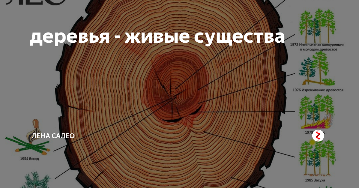 У него насчитывается 159 годовых колец древесины. Годичные кольца древесины рисунок. мелкие годичные кольца на дереве. внешние годичные кольца бревен. дерево как живое существо.