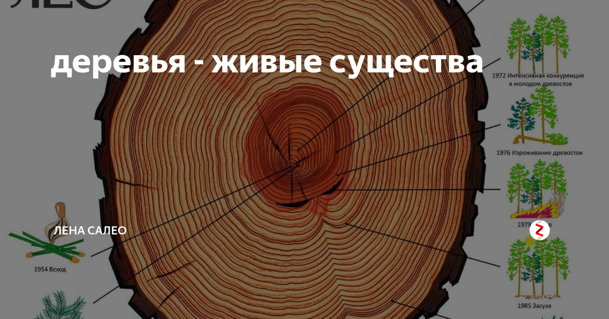 Дерево живое существо впр 4. Годовое кольцо животных. Годичные кольца древесины рисунок. Где находятся годичные кольца.