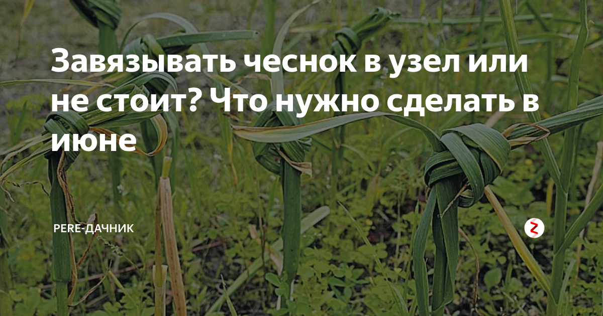 Нужно ли завязывать чеснок. Чеснок в узел. Завязать чеснок в узел. Когда чеснок завязать узлом. Листья чеснока в узлы.