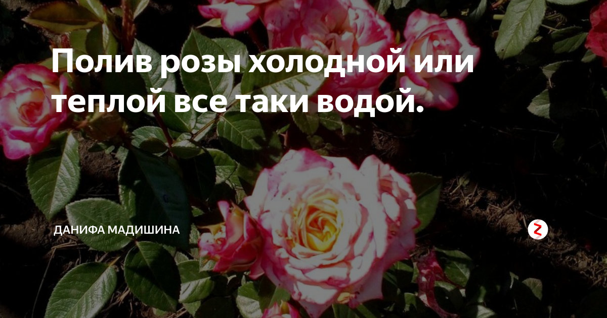 Розы в холодную воду или теплую. Полив роз. Как поливать розы. Какой цветок поливают ледяной водой. Теплой или холодной поливать растения.