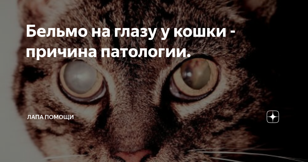 Бельмо на глазу у кошки: распространенные причины, диагностика и способы лечения