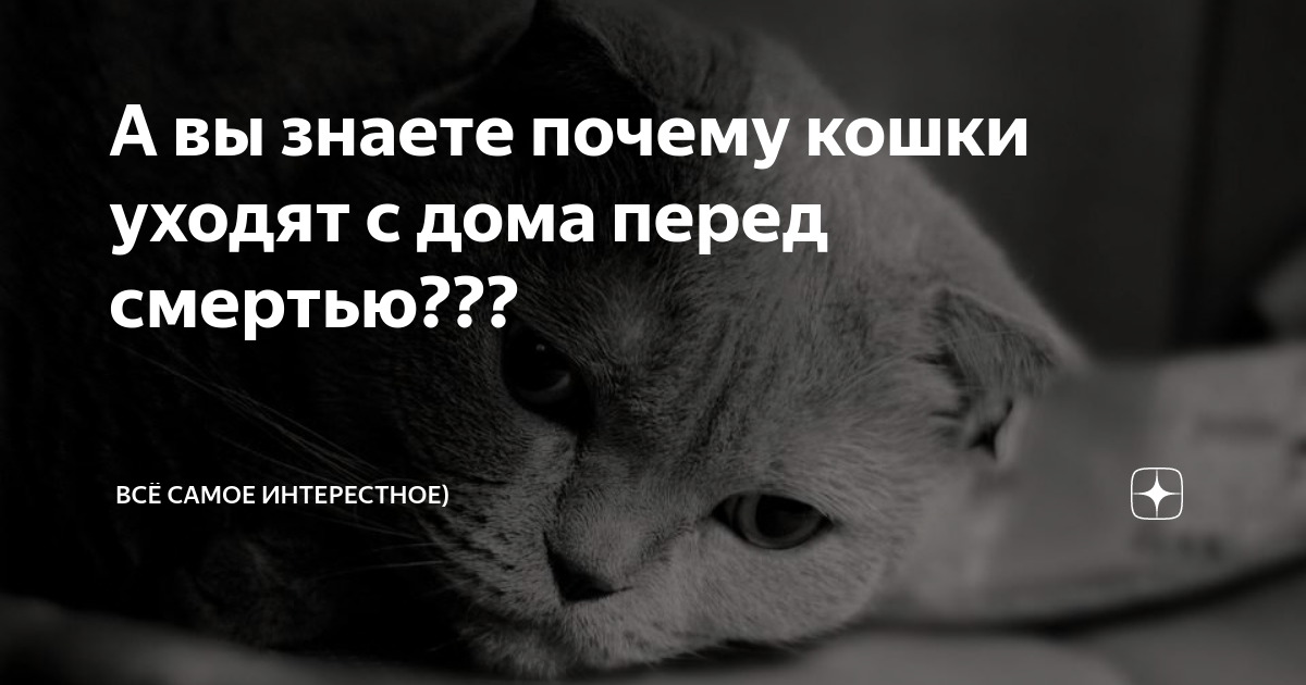 Почему коты выбирают уходить из дома перед смертью