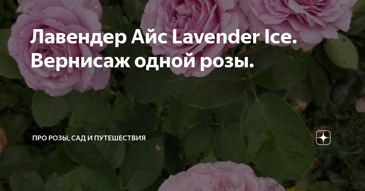 Лавендер Айс Lavender Ice. Вернисаж одной розы. | Про розы, сад и ...