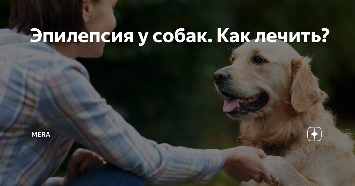 Эпилепсия у собак: причины, симптомы, лечение, профилактика в домашних условиях