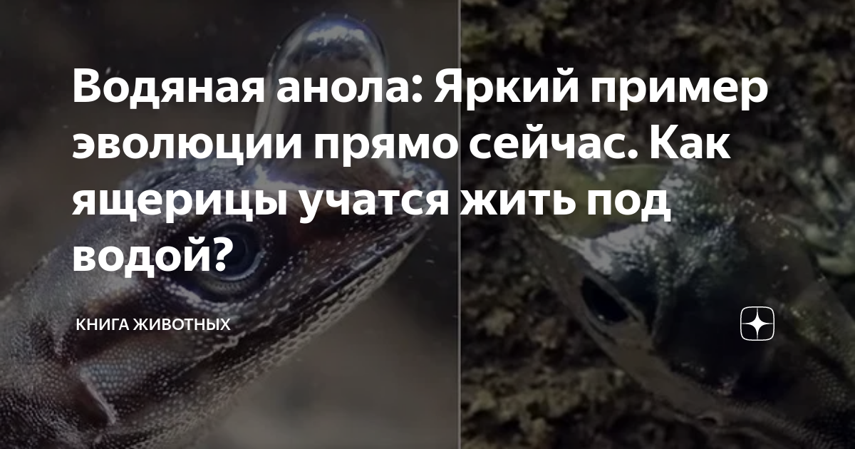 Водяная анола: Яркий пример эволюции прямо сейчас. Как ящерицы учатся ...