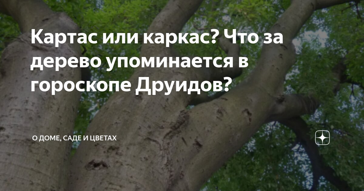 Картас или каркас? Что за дерево упоминается в гороскопе Друидов?