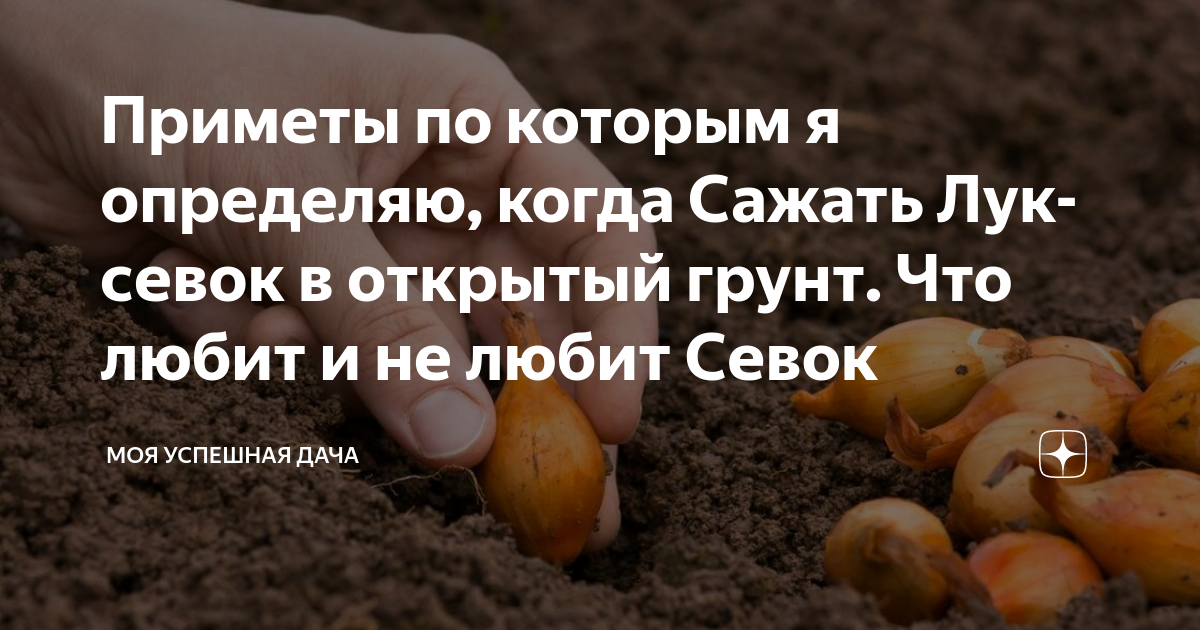 После чего сажать лук весной на головку. Схема посадки чеснока на зиму. Схема посадки чеснока. Схема посадки чеснока осенью. Схема посадки озимого чеснока.