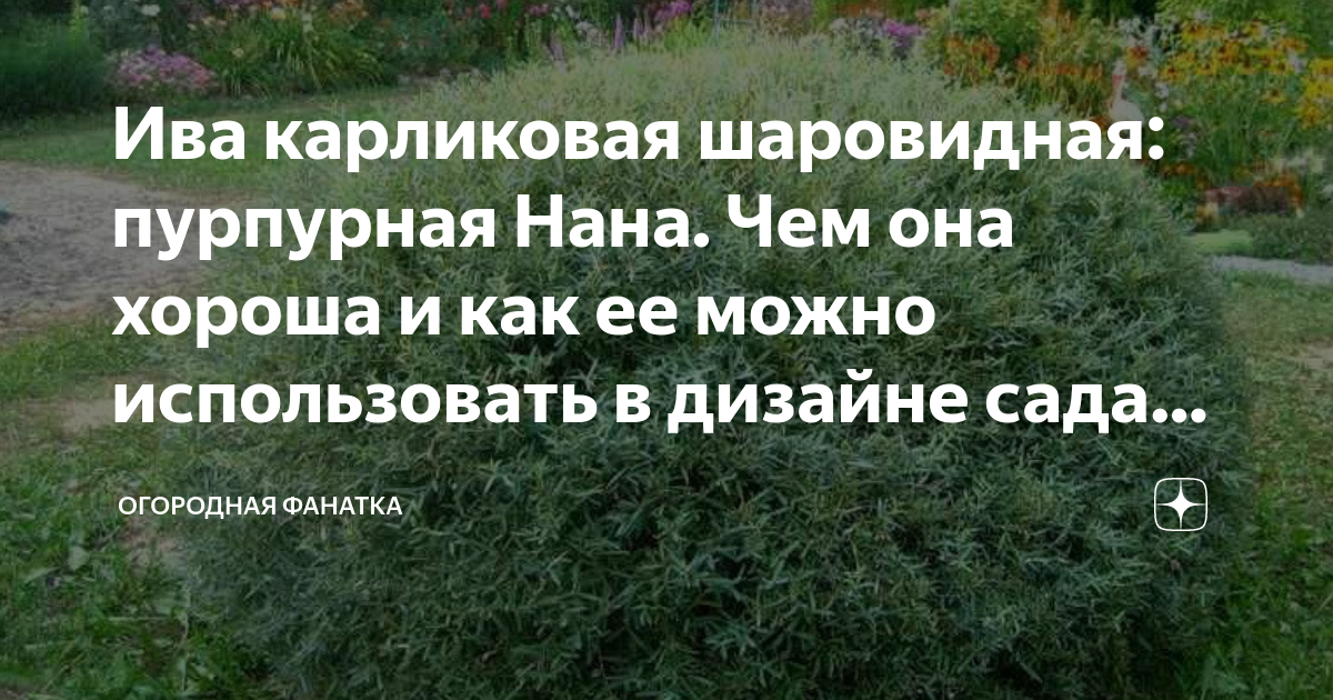 Ива карликовая шаровидная: пурпурная Нана. Чем она хороша и как ее ...