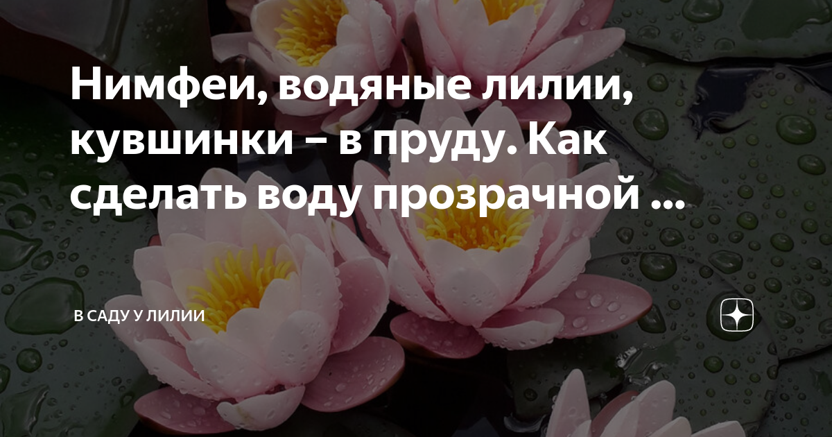 Инструкция по посадке водяной лилии с голой корневой