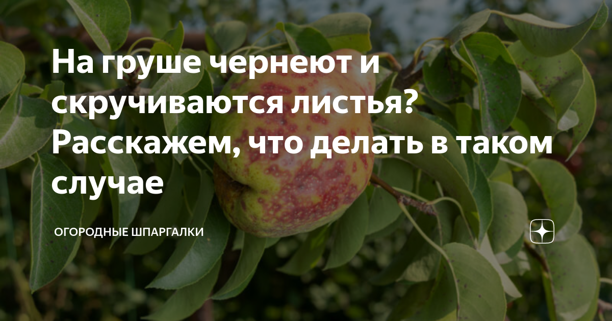 На молодой груше чернеют листья что делать. Чернеют листья на груше. Чернеет груша плоды отпадает чем. Завязь на груше чернеет и опадает что делать. Почему у груши закручивается почки.