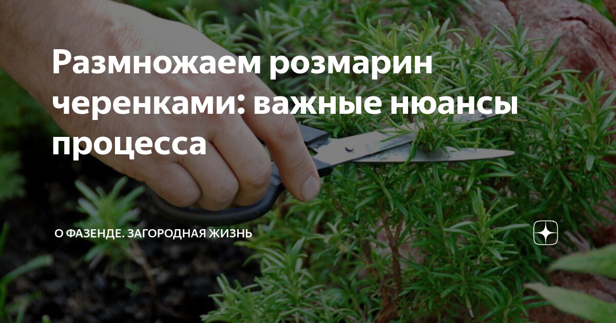 Как размножить розмарин Как размножить розмарин