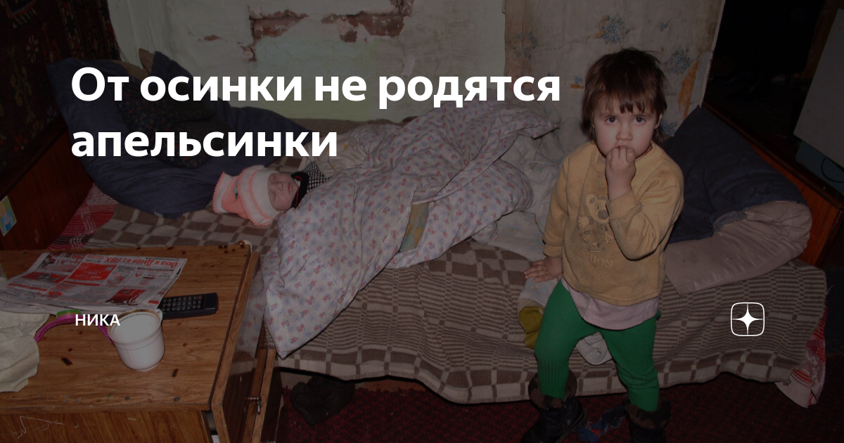 От осинки не родятся апельсинки картинки